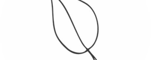 EXTRAIT DE THÉ BLANC