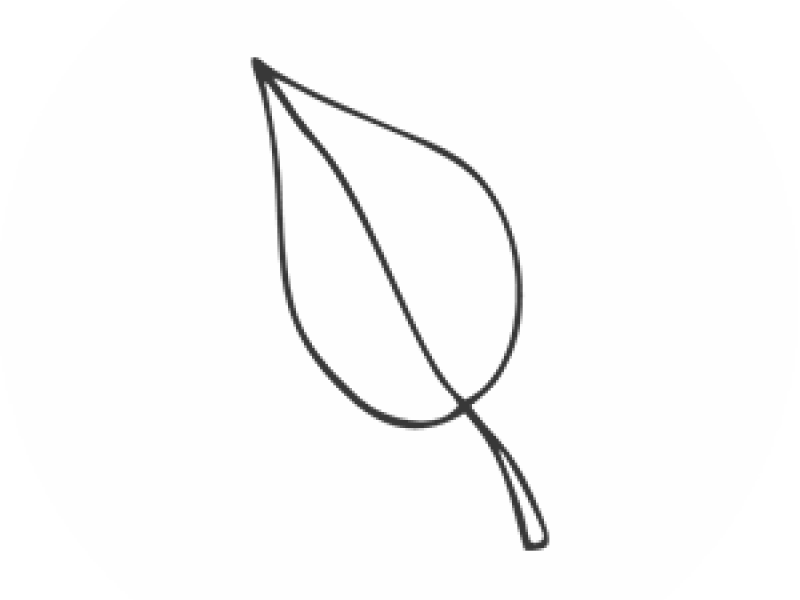 EXTRACTO DE TÉ BLANCO